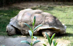 aldabra.JPG (67568 bytes)