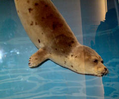 harpseal.JPG (92957 bytes)