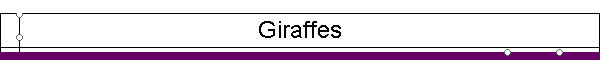 Giraffes