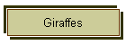 Giraffes