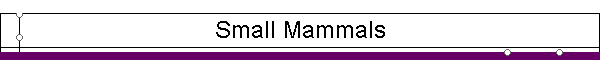 Small Mammals