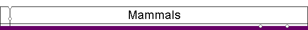 Mammals