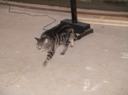 IMGP0707.JPG (440804 bytes)