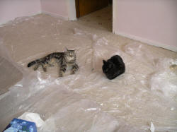 IMGP0717.JPG (427486 bytes)