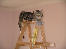 IMGP0720.JPG (467152 bytes)