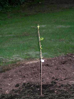 17june00.JPG (45350 bytes)