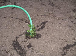 17june03.JPG (79653 bytes)