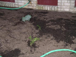 17june05.JPG (63804 bytes)