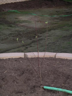 17june07.JPG (55592 bytes)