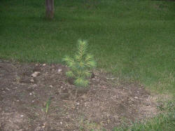 17june14.JPG (75316 bytes)