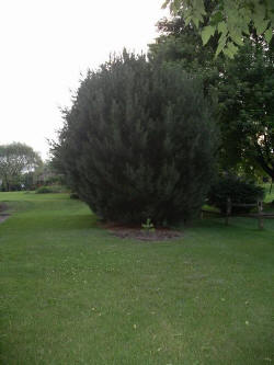 17june15.JPG (50383 bytes)